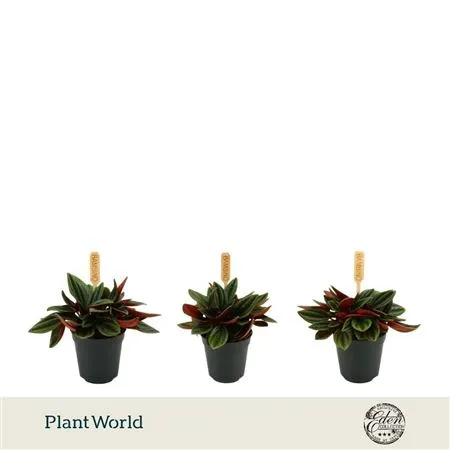 Peperomia Rosso • črepník 5,5 cm