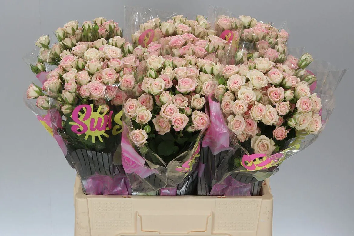 Ruža trsová Creamy Twister A2 • 60 cm