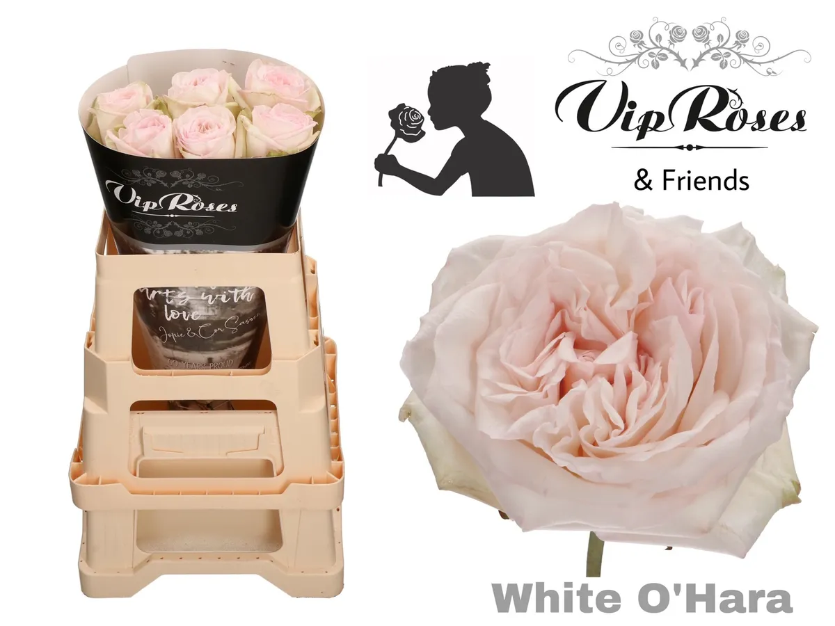 R Gr White O Hara • 60 cm