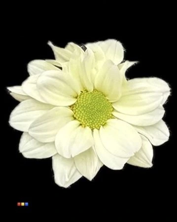 Chryzantéma trsová Kennedy Pastel Yellow • 70 cm