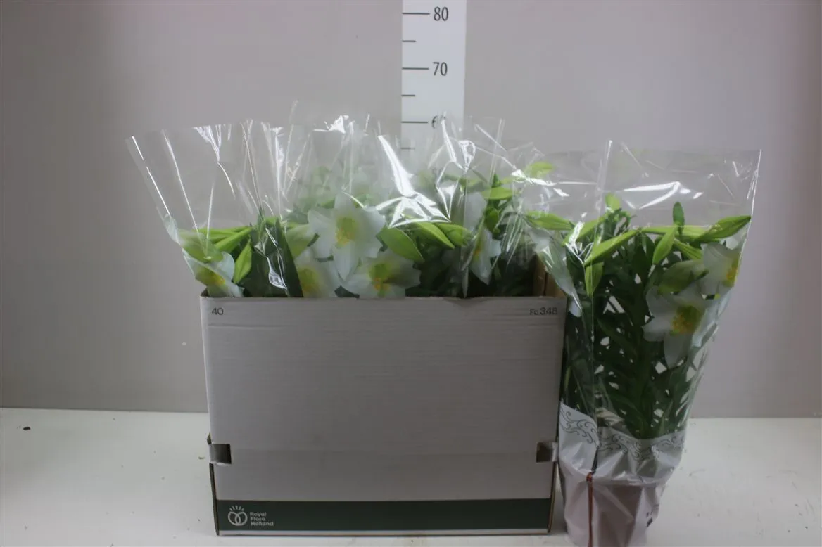 Lil Longiflorum Miracle 5pp • črepník 19 cm