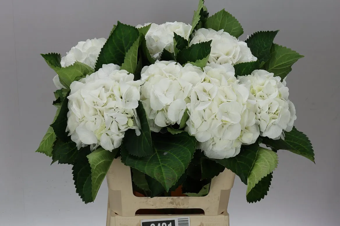 Hyd Schneeball • 60 cm