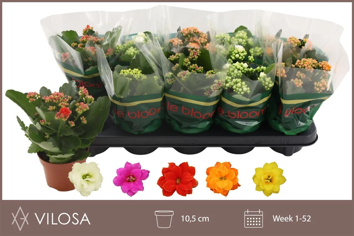 Kalanchoe Calandiva mix • črepník 10,5 cm