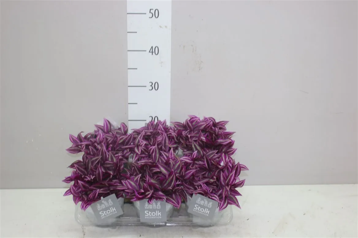 Tradescantia Pink Paradise White Wash Keramiek • črepník 11 cm