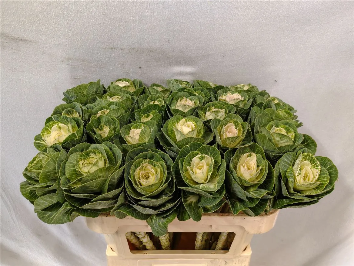 Brassica White Crane • 70 cm