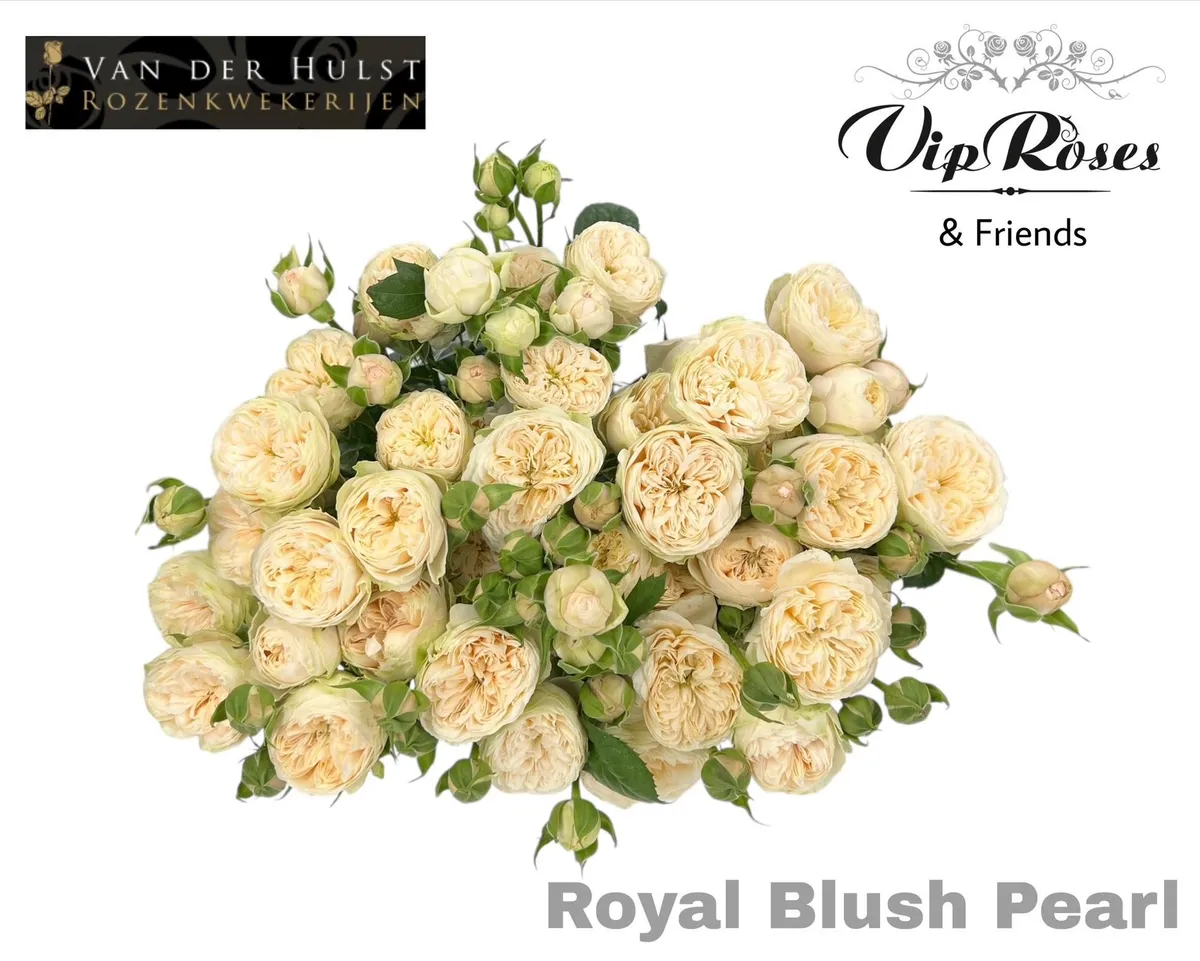 R Tr Royal Blush Pearl • 70 cm