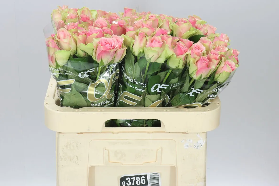 Rosa Gr Belle Rose • 60 cm
