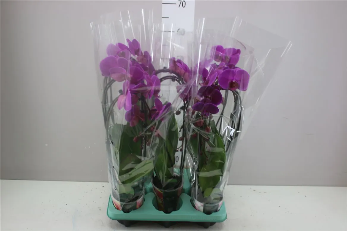 Orchidea Phalaenopsis Cascade fialová, 2 výhony • črepník 12 cm