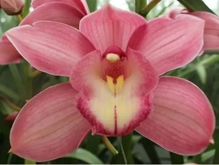 Orchidea Cymbidium T Gerry • 60 cm