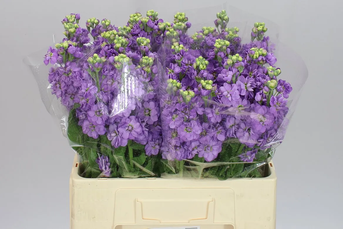 Matthiola Lavender • 62 cm