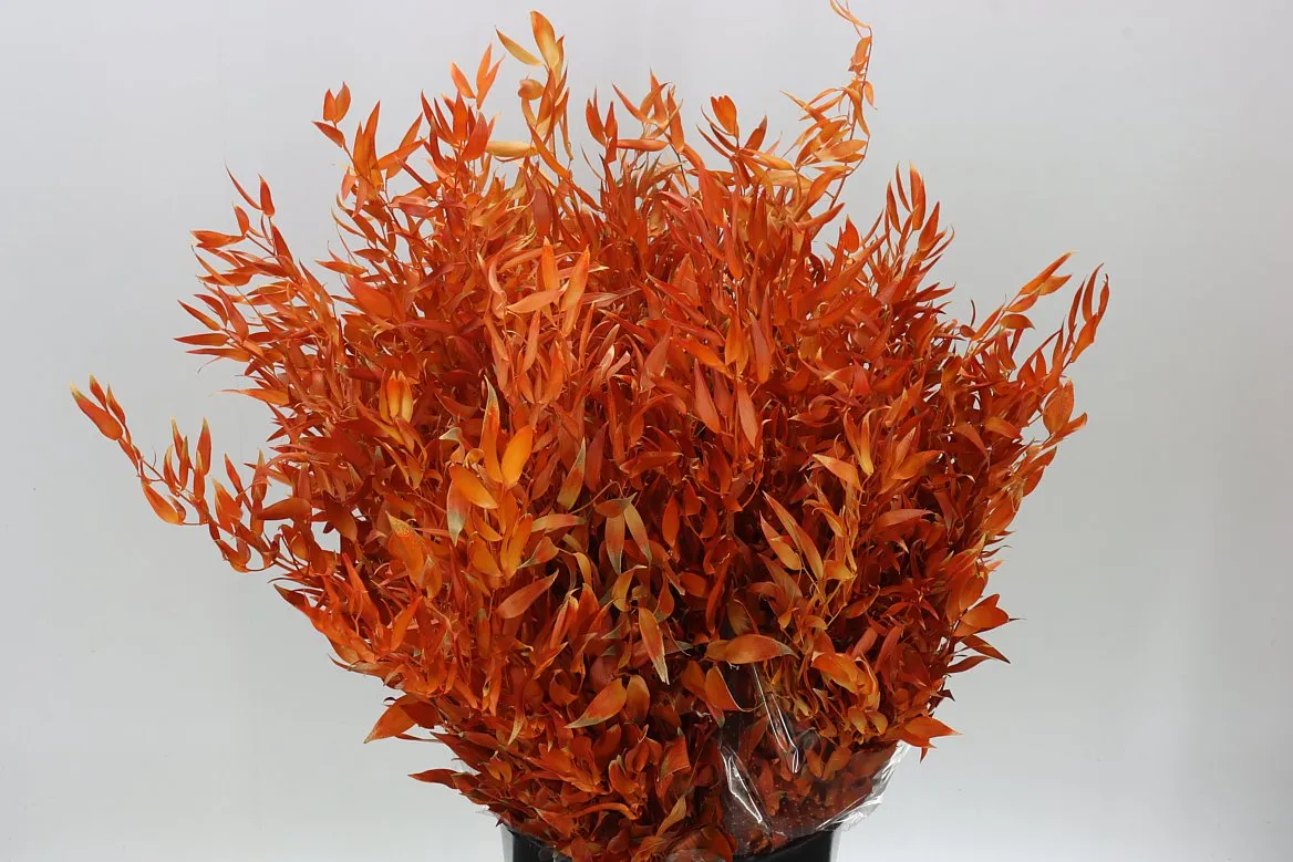 Ruscus Long Orange • 80 cm