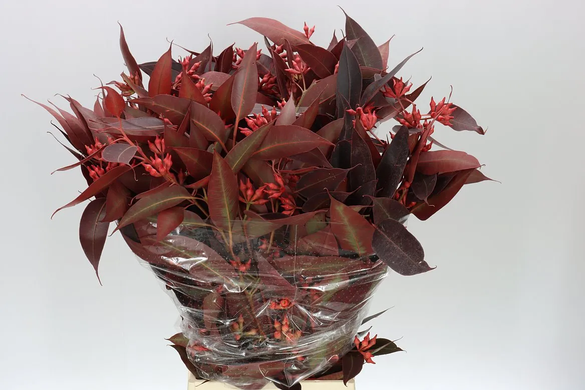 Robusta Red • 70 cm