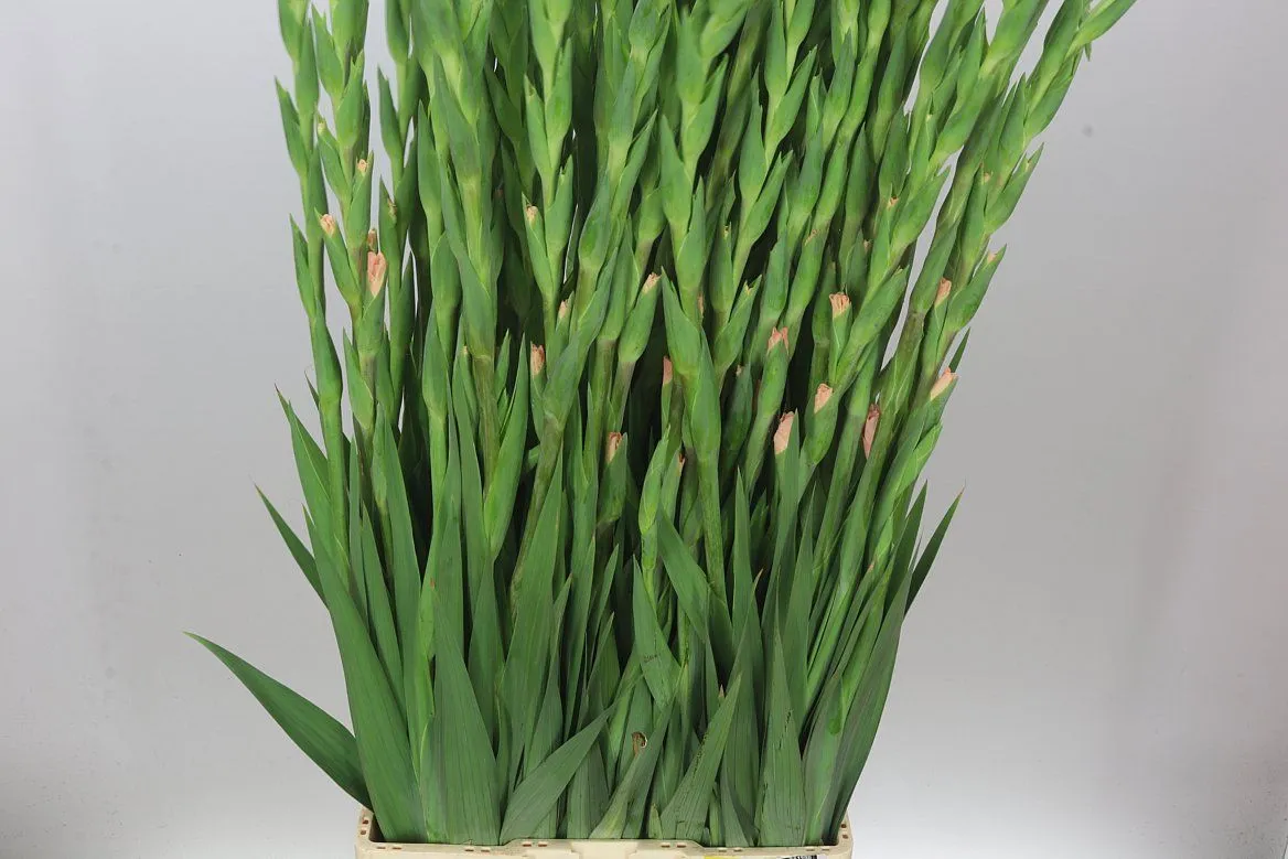 Gladiola Jarama • 115 cm