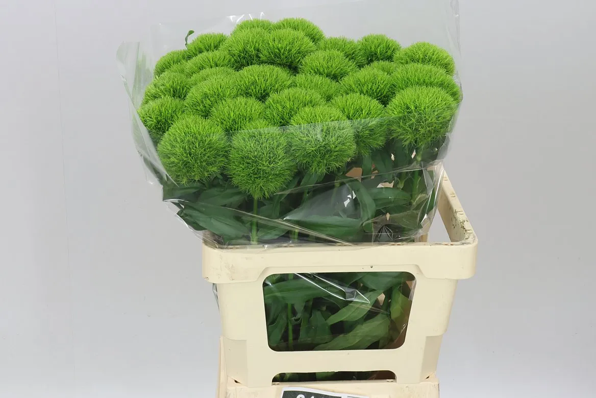 Klinček bradatý Kiwi Cool • 60 cm