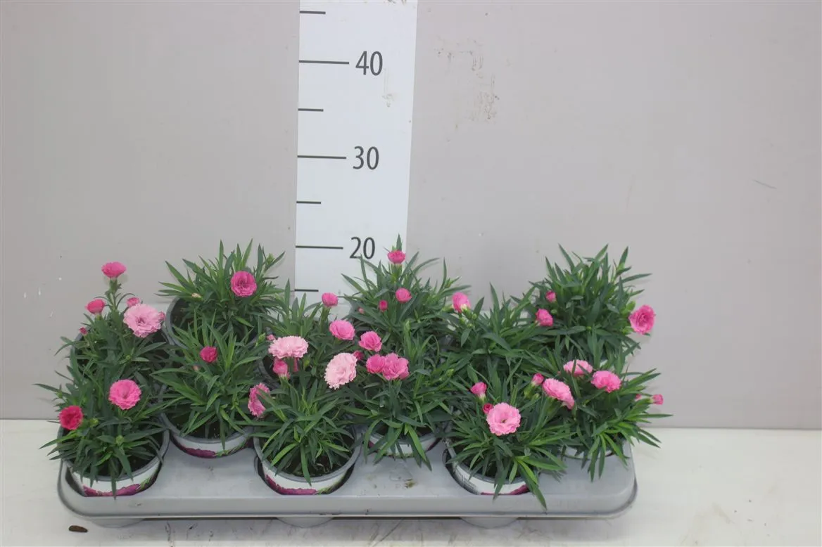 Dianthus I Love U • črepník 10,5 cm