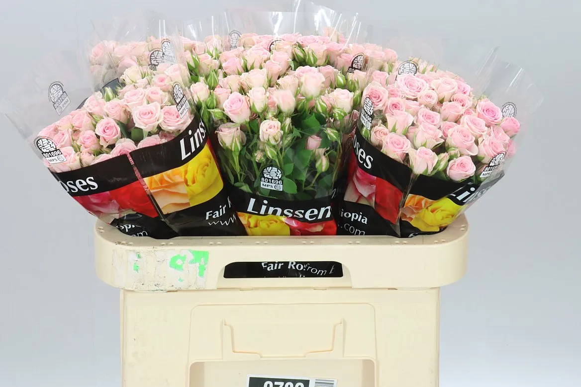 Rosa Tr Severina Ex • 60 cm