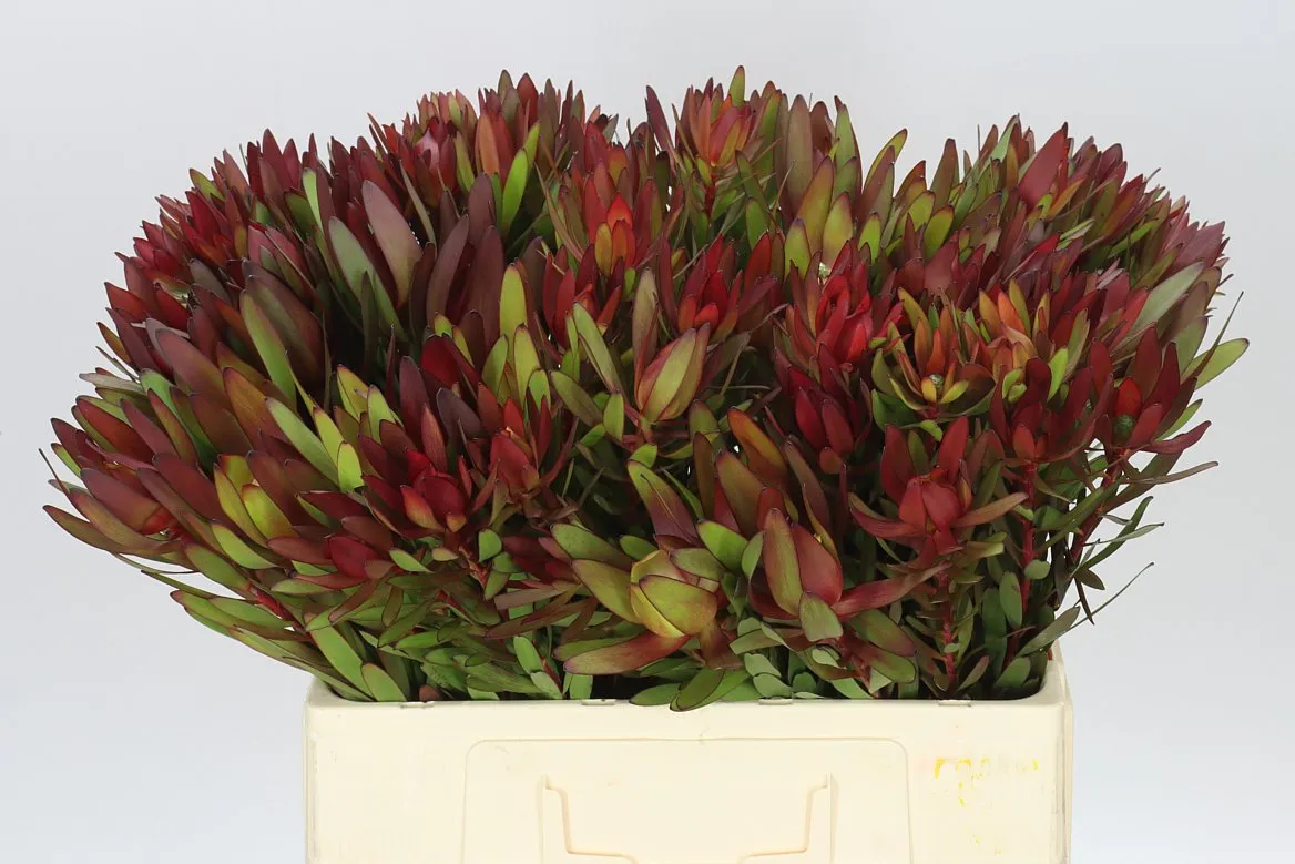 Leucadendron Safari Sunset • 60 cm