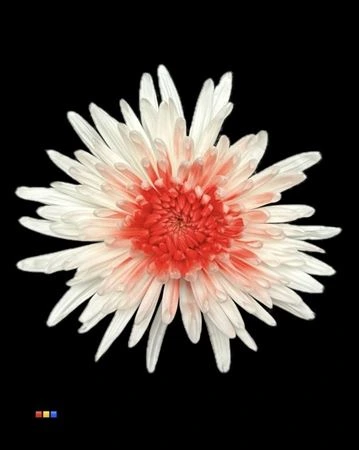 Chryzantéma veľkokvetá Ana White + Red • 70 cm