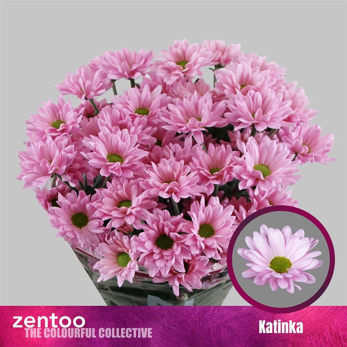 Chr T Katinka • 70 cm