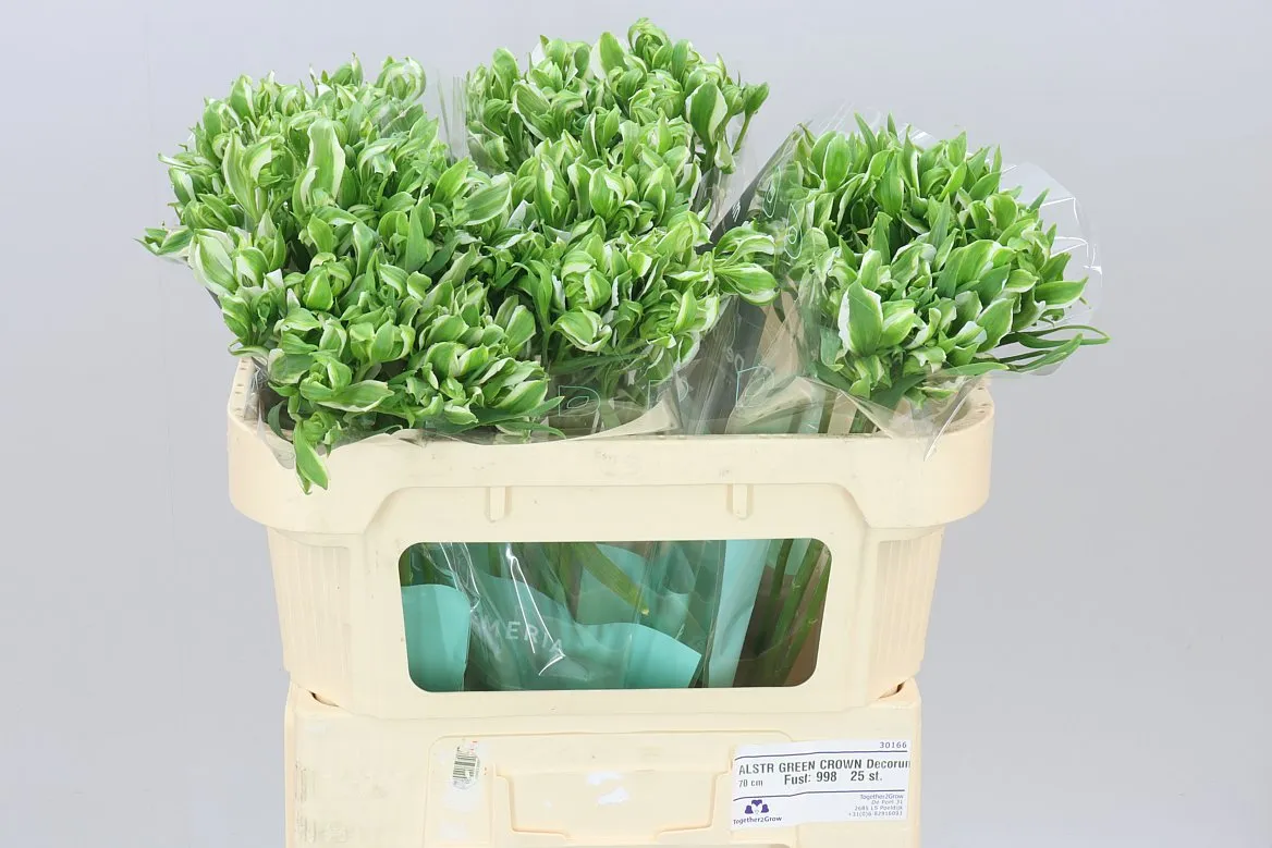 Alstroméria Green Crown • 70 cm