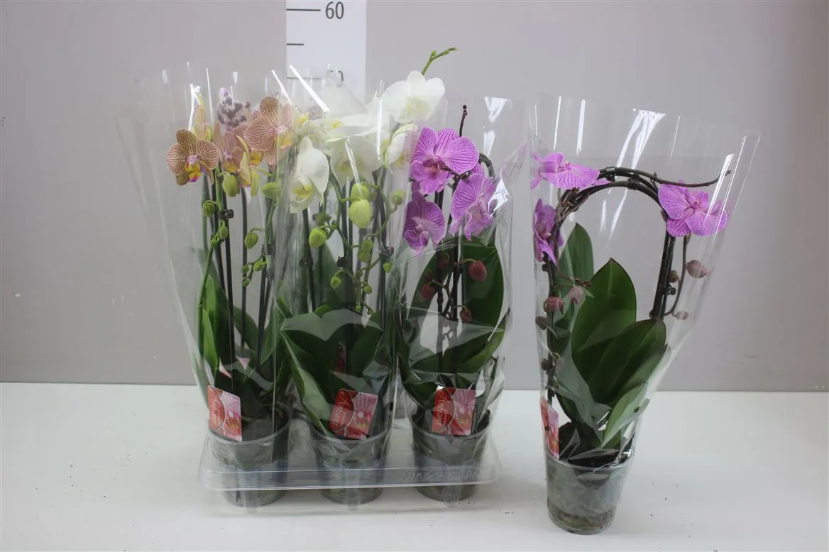 Orchidea Phalaenopsis Cascade mix, 2 výhony • črepník 12 cm