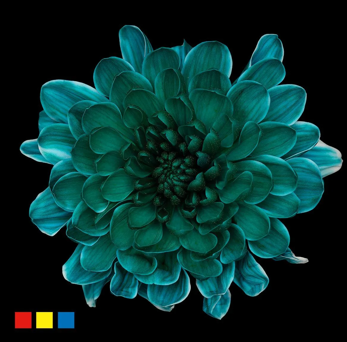 Chryzantéma trsová Altaj Ocean Green • 70 cm