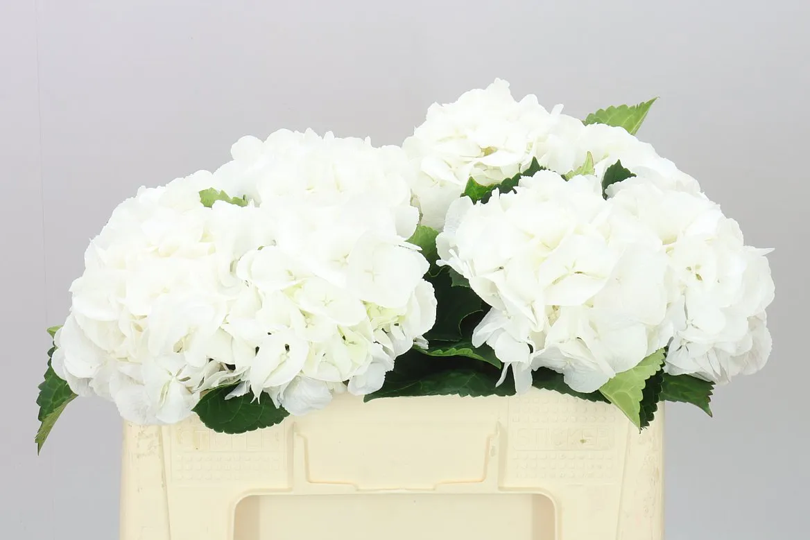 Hyd Schneeball • 50 cm