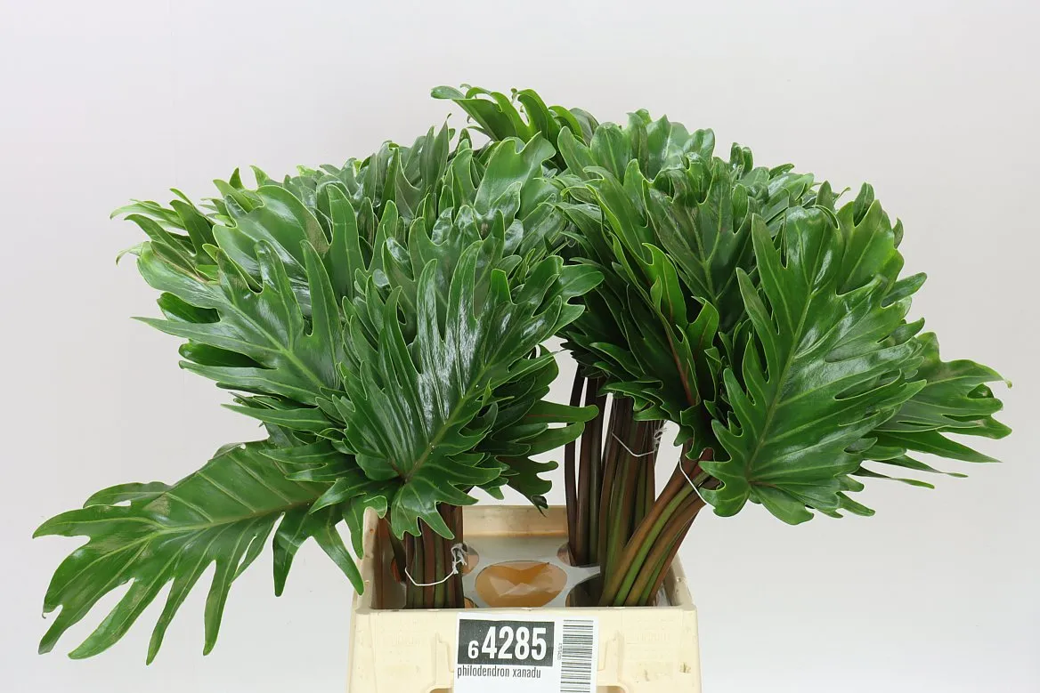 Philodendron Xanadu • 45 cm