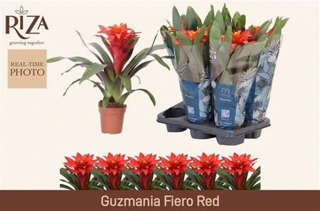 Guzmania Fiero Red • črepník 12 cm