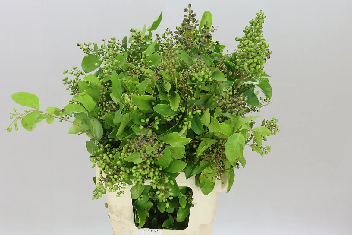 Ligustrum Ov Winter Jewel • 60 cm