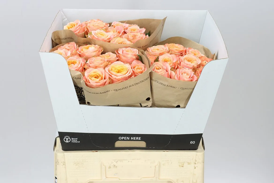 Ruža záhradná Peach Funky+ • 60 cm