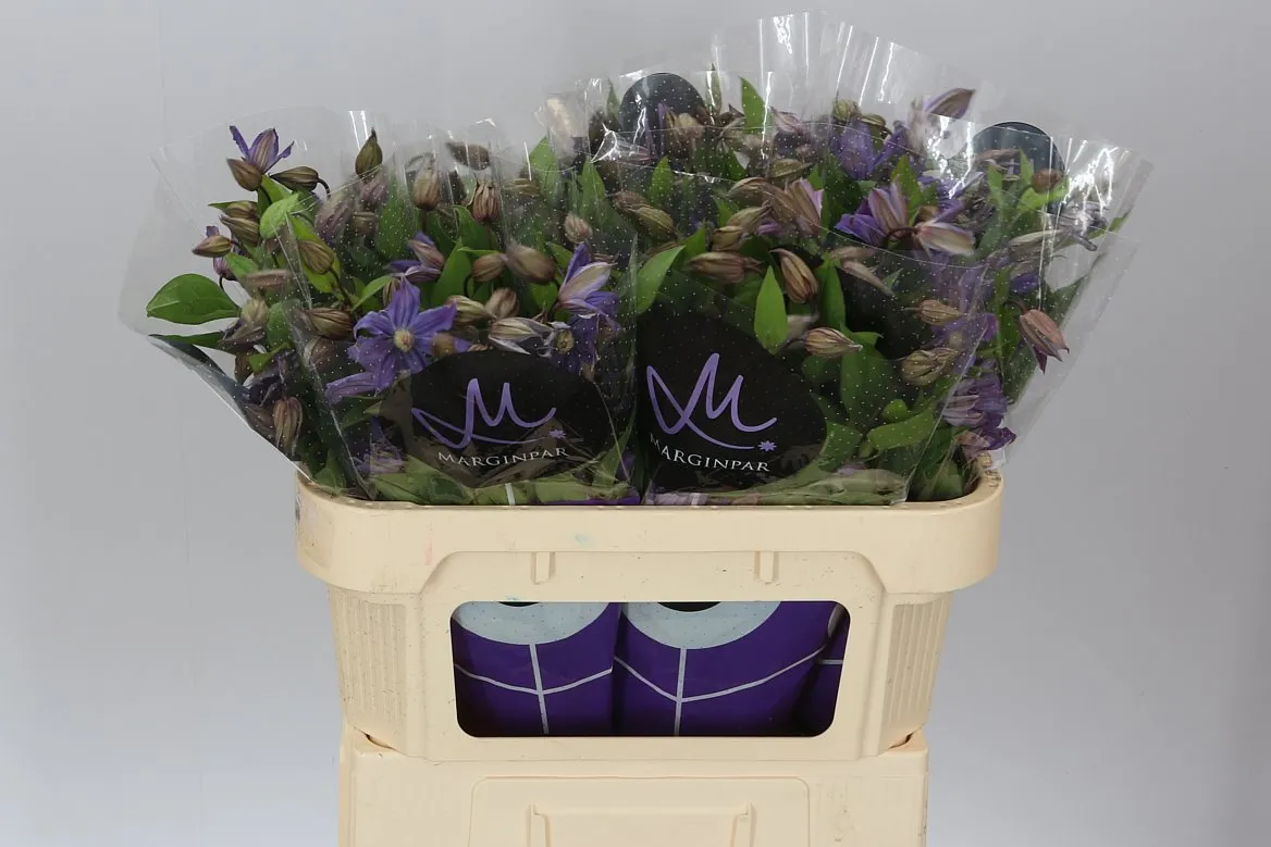 Clematis Amazing Geneva • 70 cm