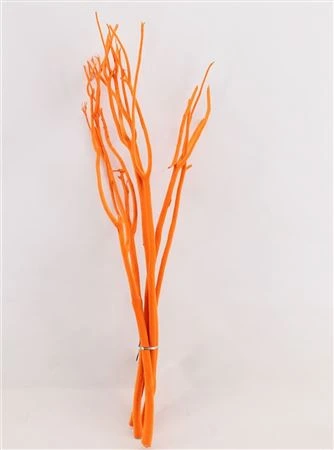 Mitsumata Orange vo zväzku