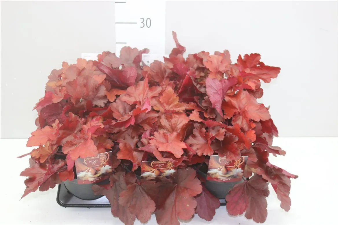 Heuchera Indian Summer • črepník 15 cm