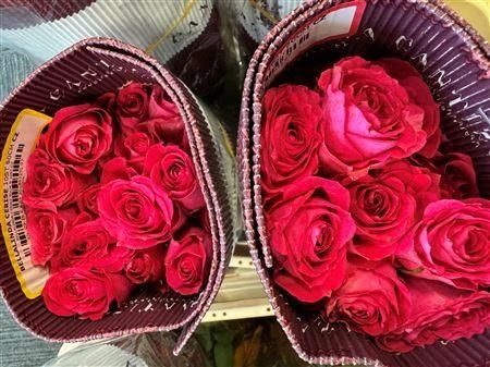 Ruža trsová Bellalinda Cerise, Ekvádor • 50 cm
