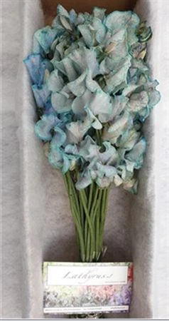 Hrachor farbený Blue Magic • 35 cm
