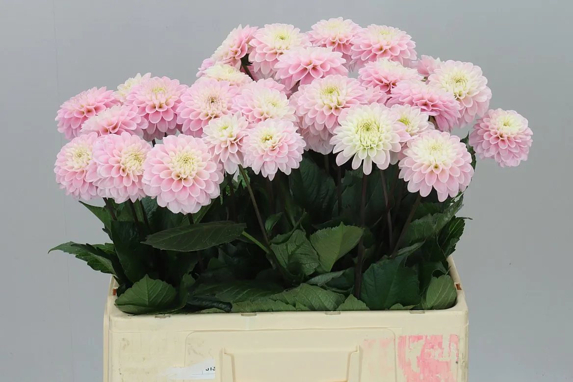 Dahlia Wizzard Of Oz Ex • 55 cm