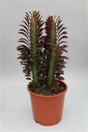 Euphorbia Trigona Rubra • črepník 12 cm
