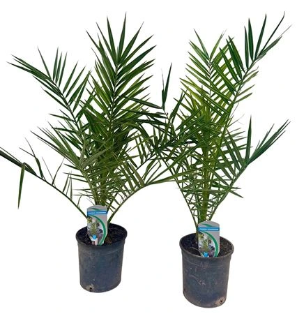 Phoenix Canariensis • črepník 14 cm