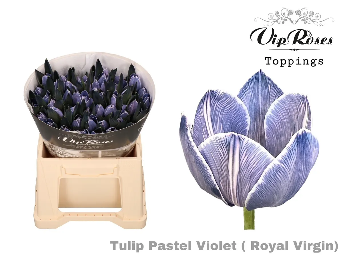 Tulipán jednoduchý Rv Pastel Violet • 38 cm
