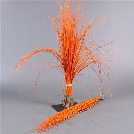 Beargrass Orange • 60 cm