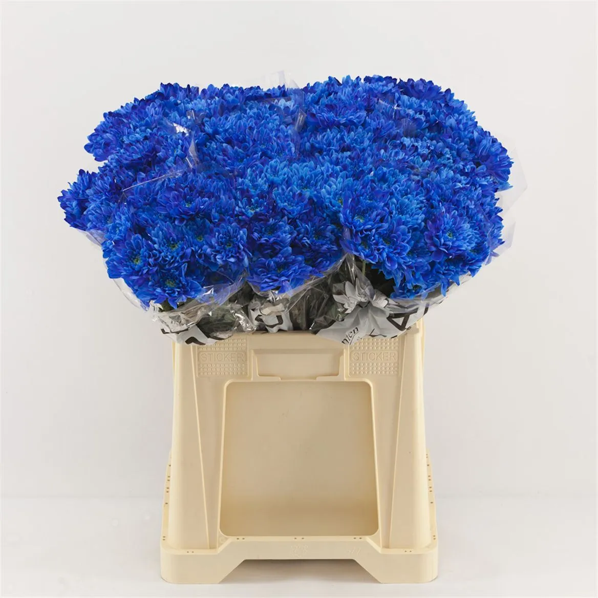 Chryzantéma trsová Baltica Blue • 70 cm