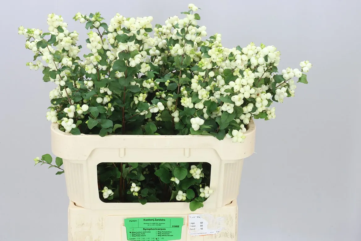 Symph Lemon Lime • 70 cm