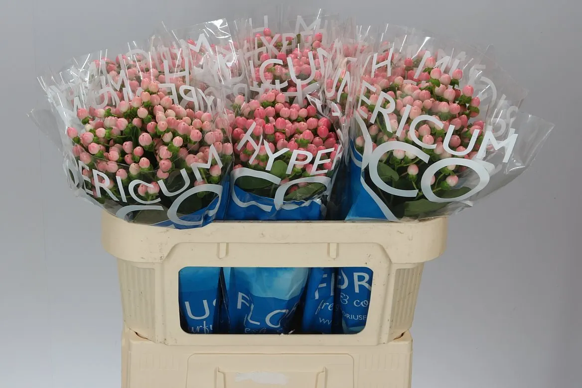Hyperikum Coco Casino • 70 cm