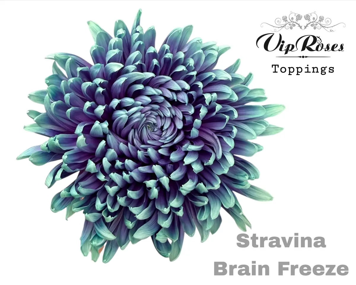 Chryzantéma veľkokvetá Stravina Brain Freeze • 65 cm