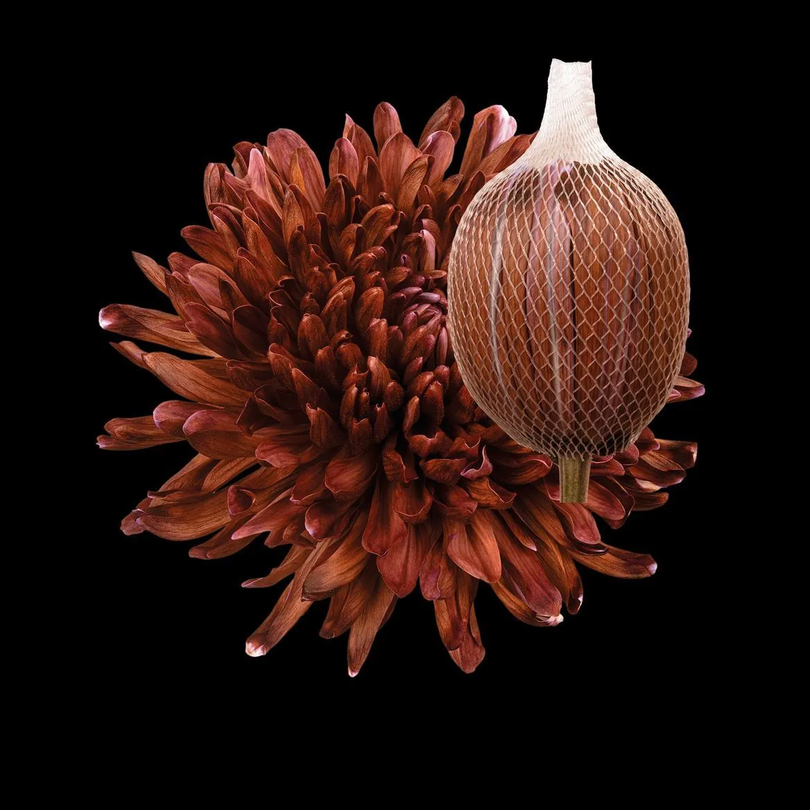 Chryzantéma veľkokvetá Antonov Brown • 70 cm