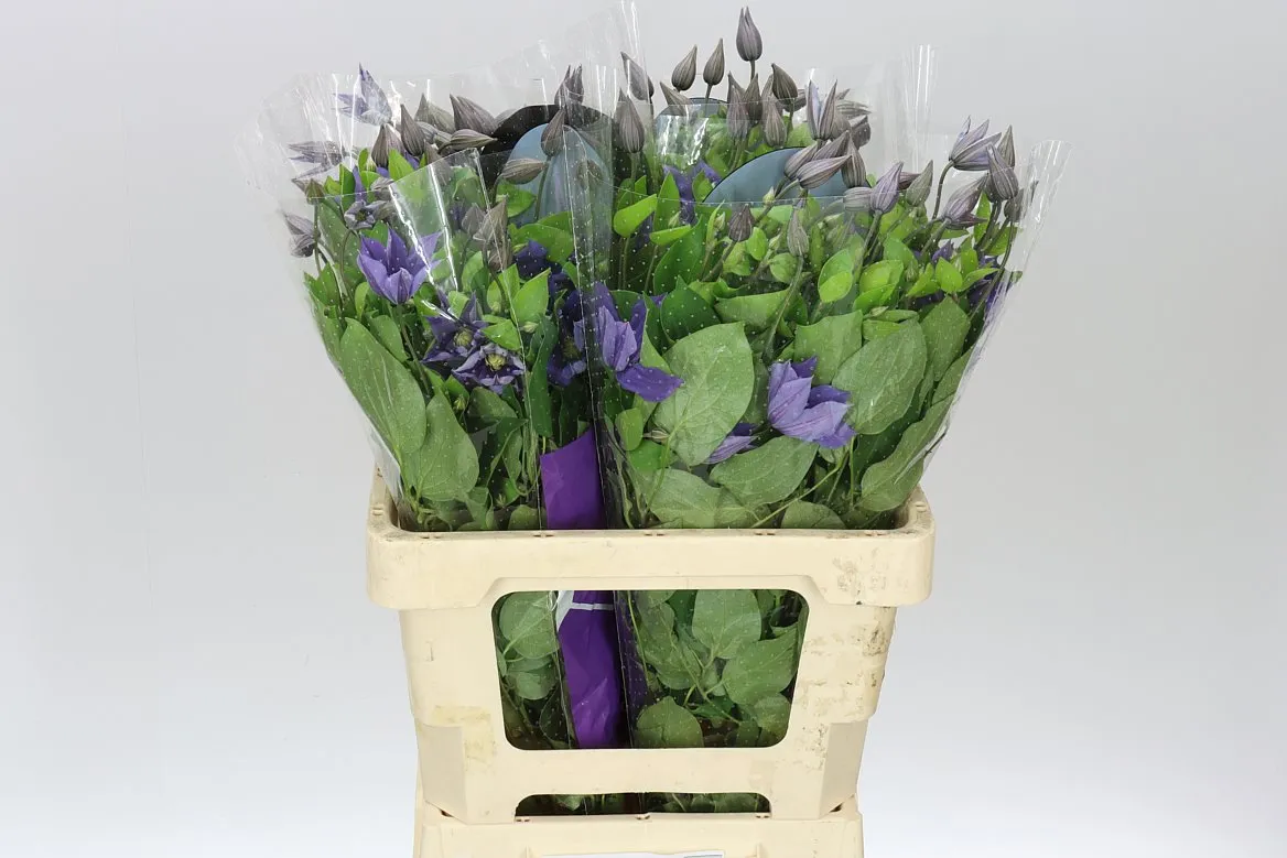 Clematis Amazing Sofia • 60 cm