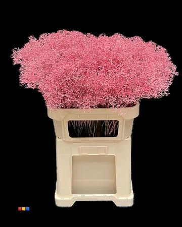 Gypsofila Million Star Pink • 80 cm
