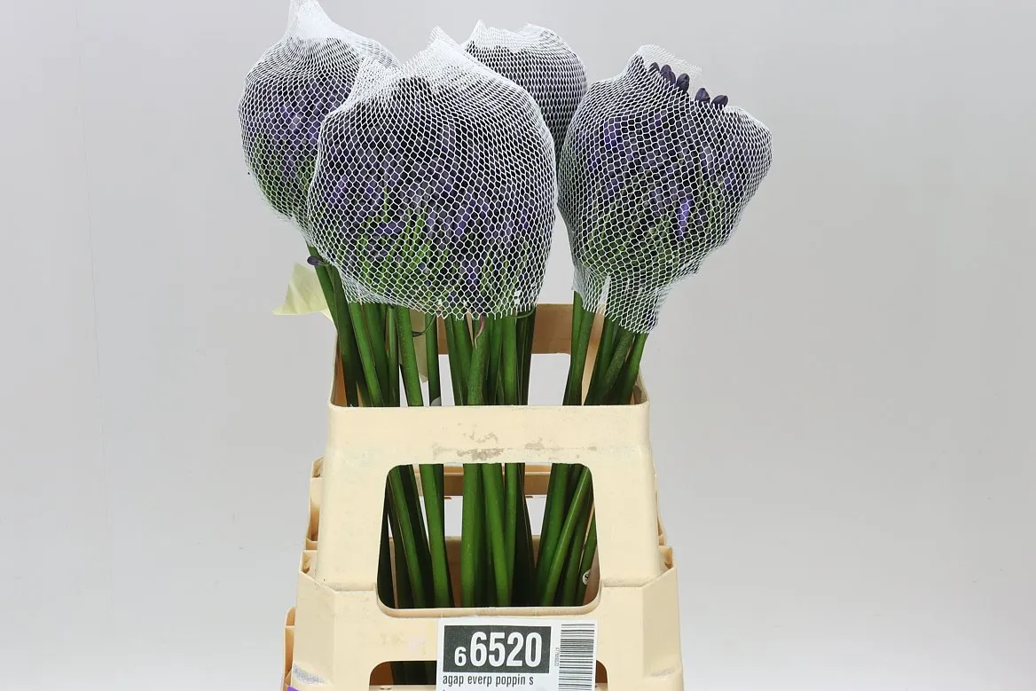 Agap Everp Poppin St • 60 cm