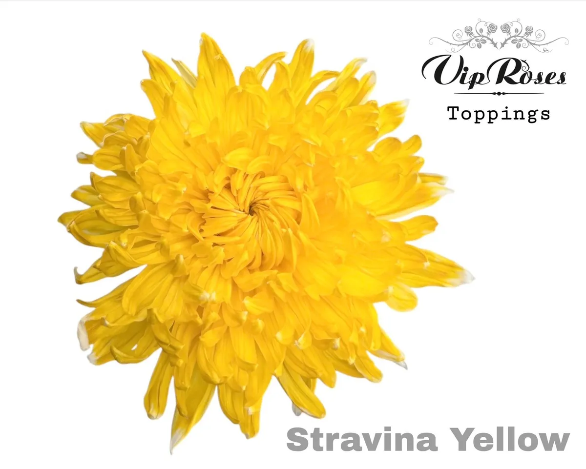 Chryzantéma veľkokvetá Stravina Yellow • 65 cm